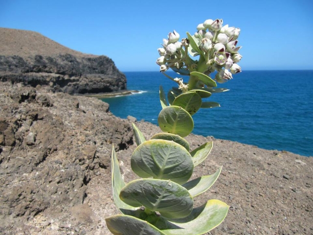 Vegetación típica de la isla balear